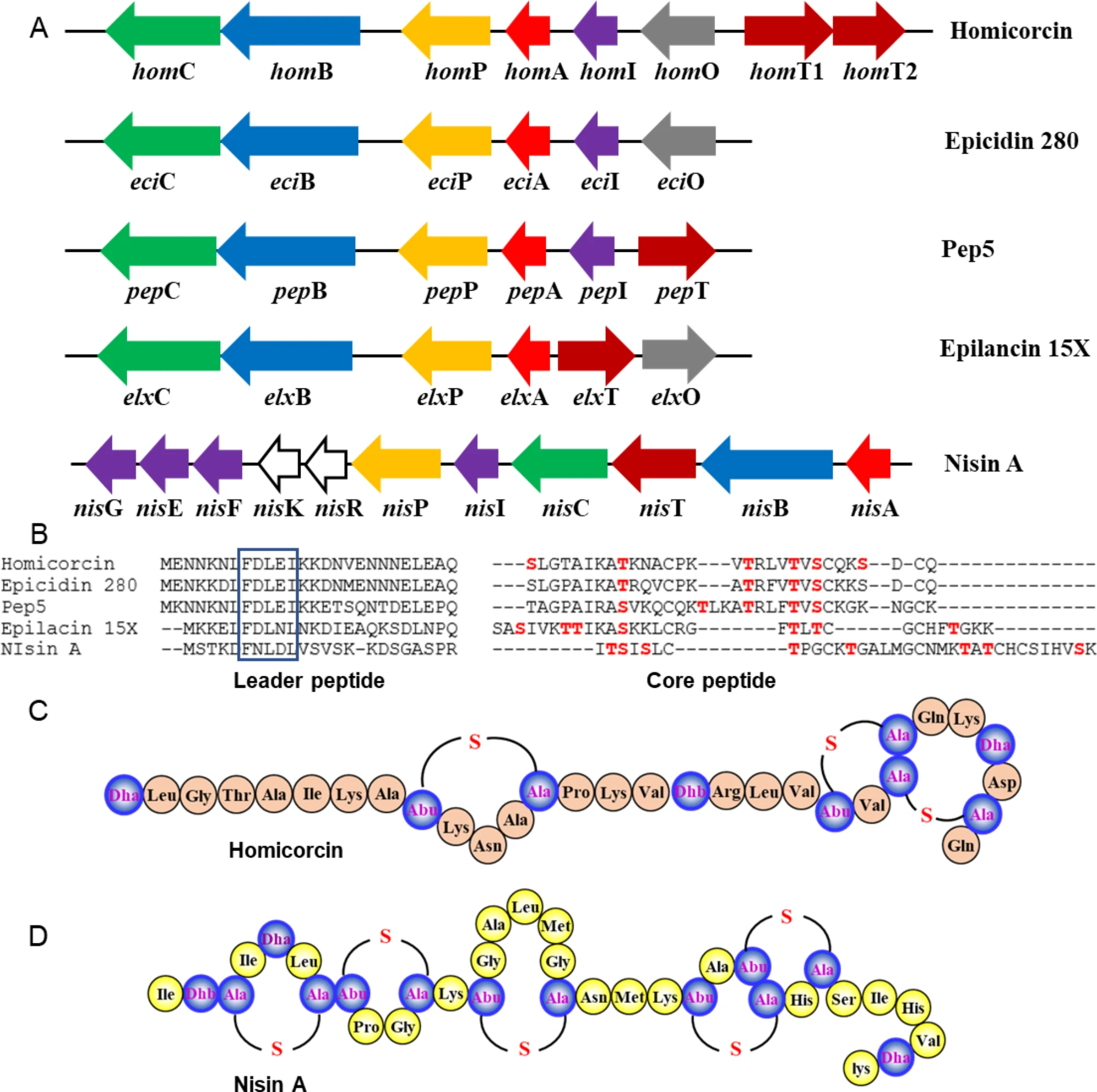 Process development for the heterologous expression of the novel lantibiotic, Homicorcin