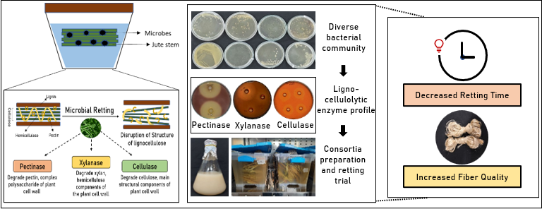 New Research Advances Sustainable Jute Retting Using Microbial Consortia