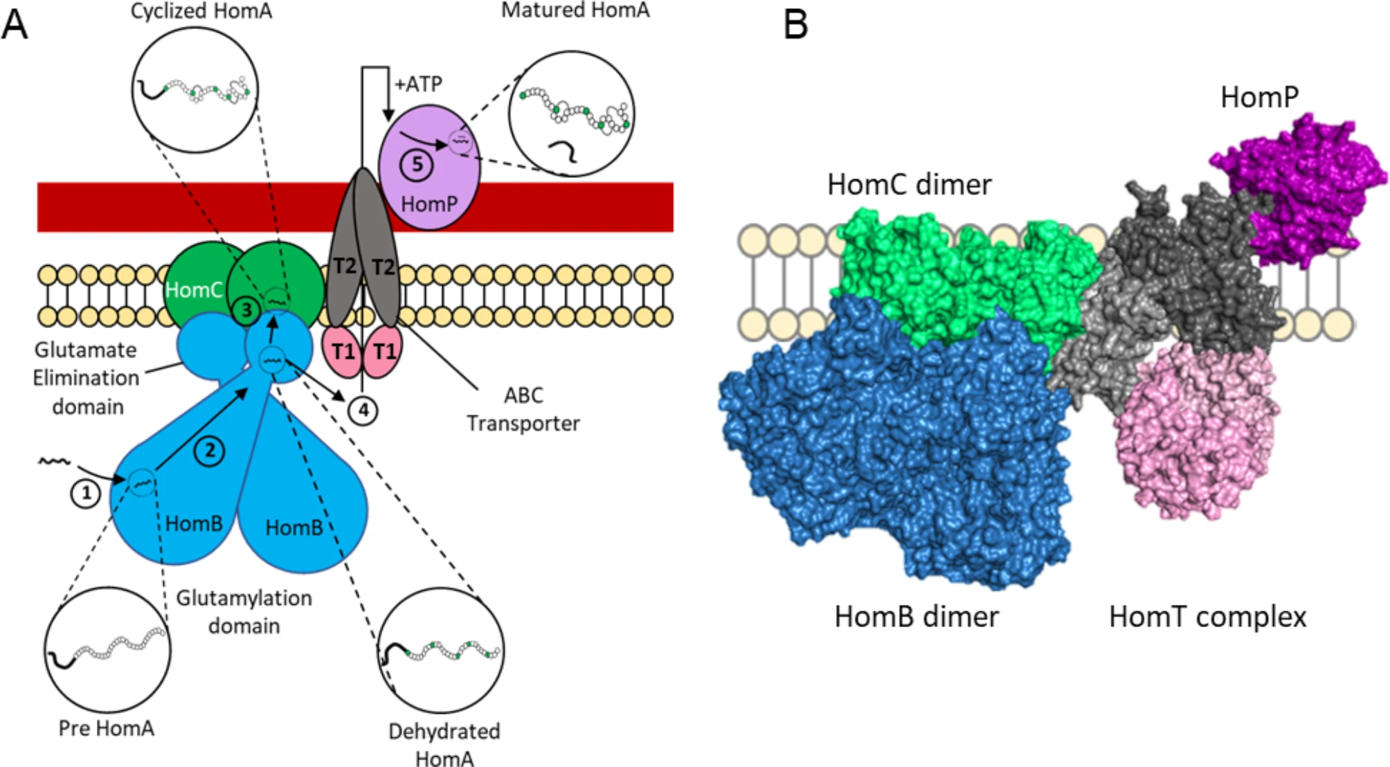 New Study Reveals the Biosynthesis Mechanism of Homicorcin