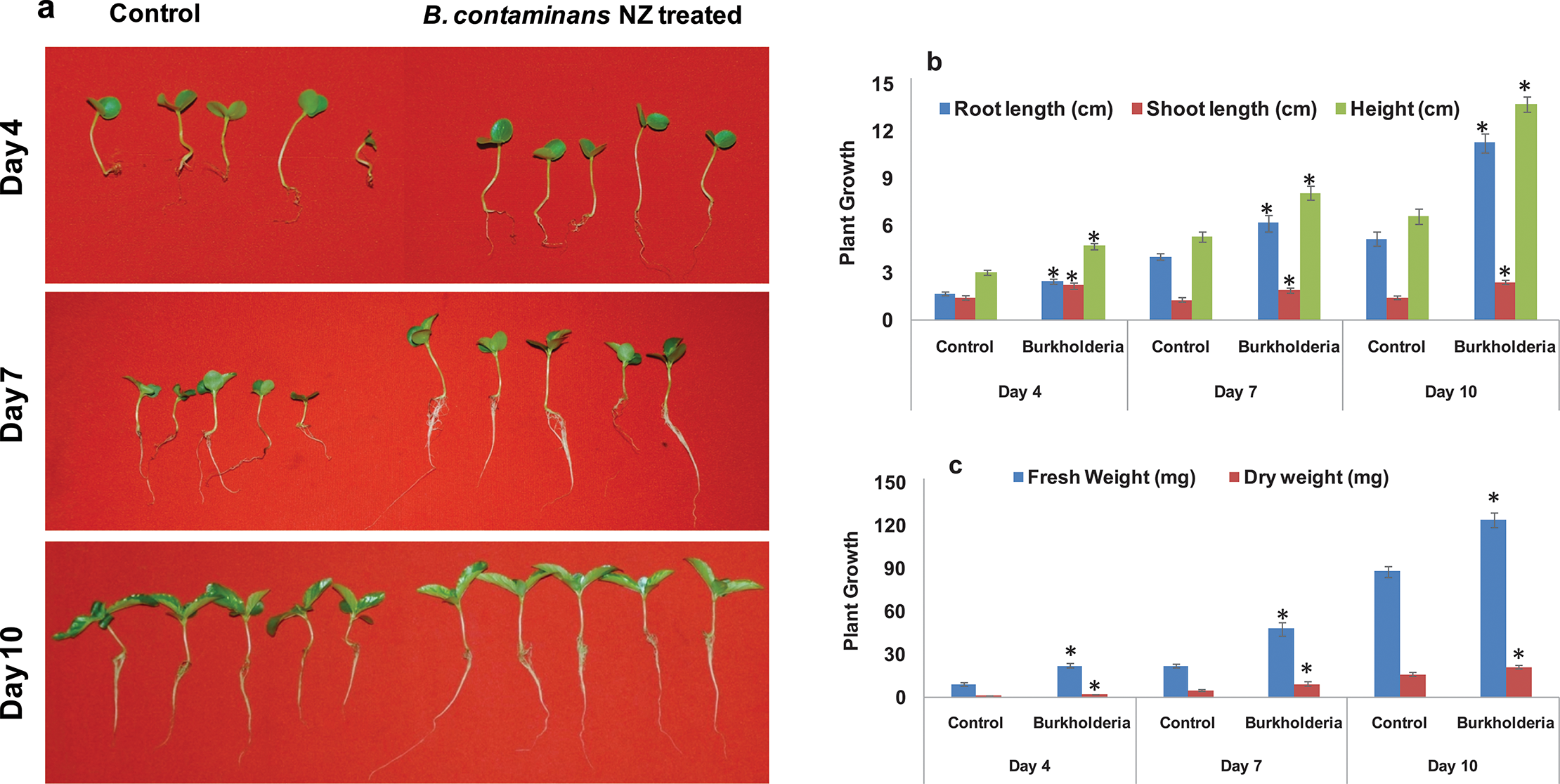 Burkholderia contaminans NZ Shows Promise Against a Major Jute Pathogen